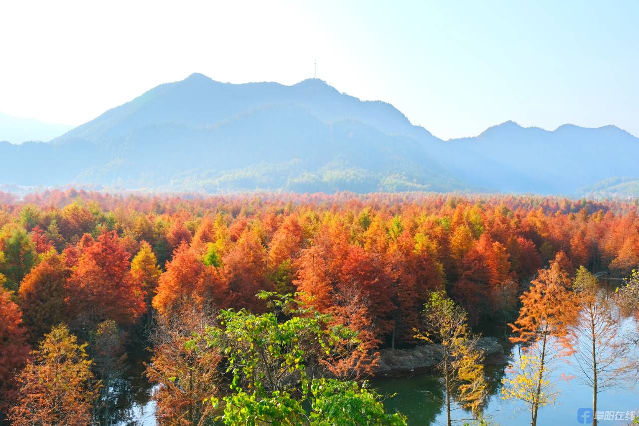 该景区方塘乡青龙湾水库腹地,沿着浅浅的湾流,二千余亩红杉林密集整齐