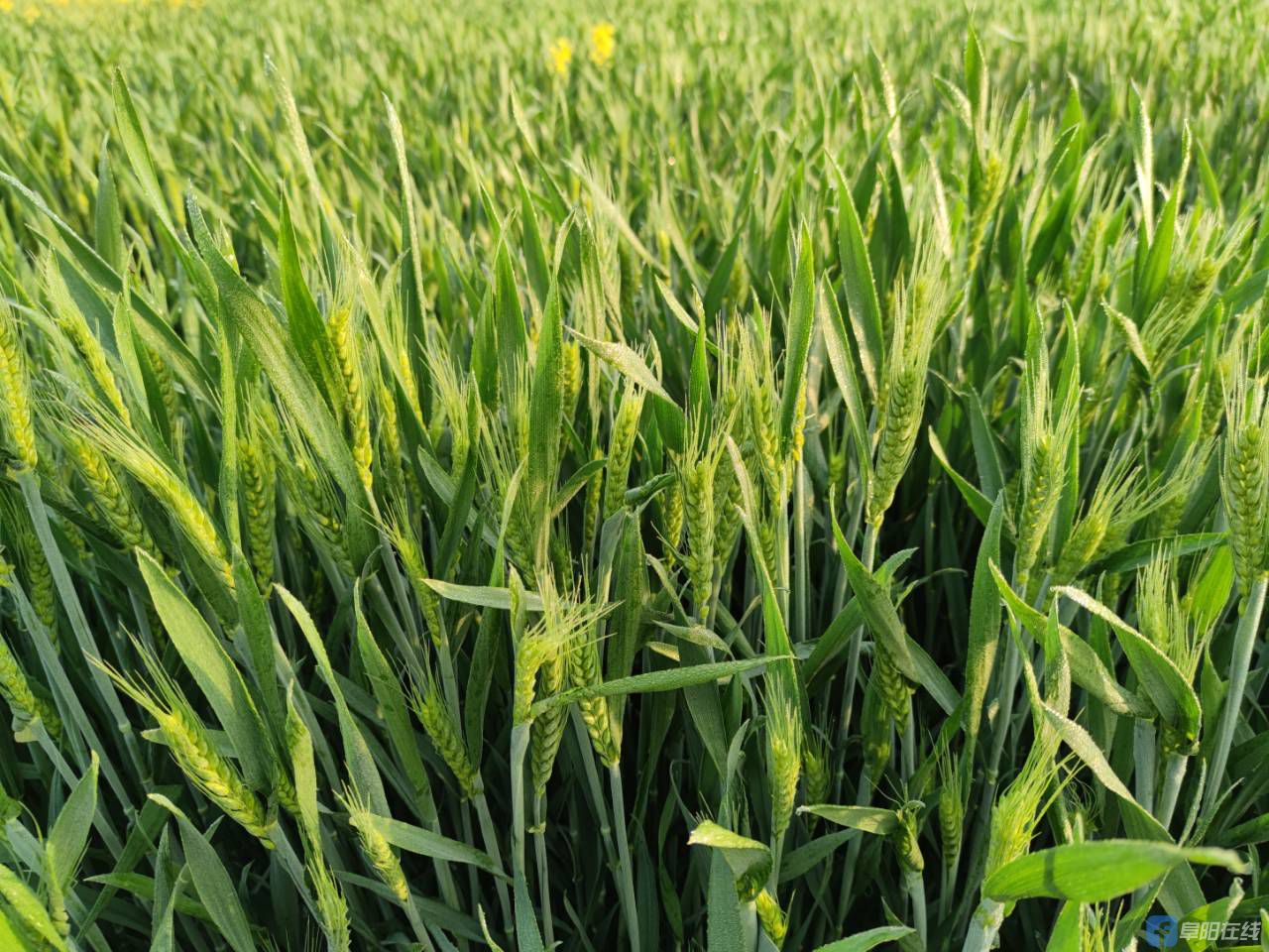 麦穗已孕育已久,一夜间,就会争先恐后的崭露头角,锋利的麦芒身先士卒