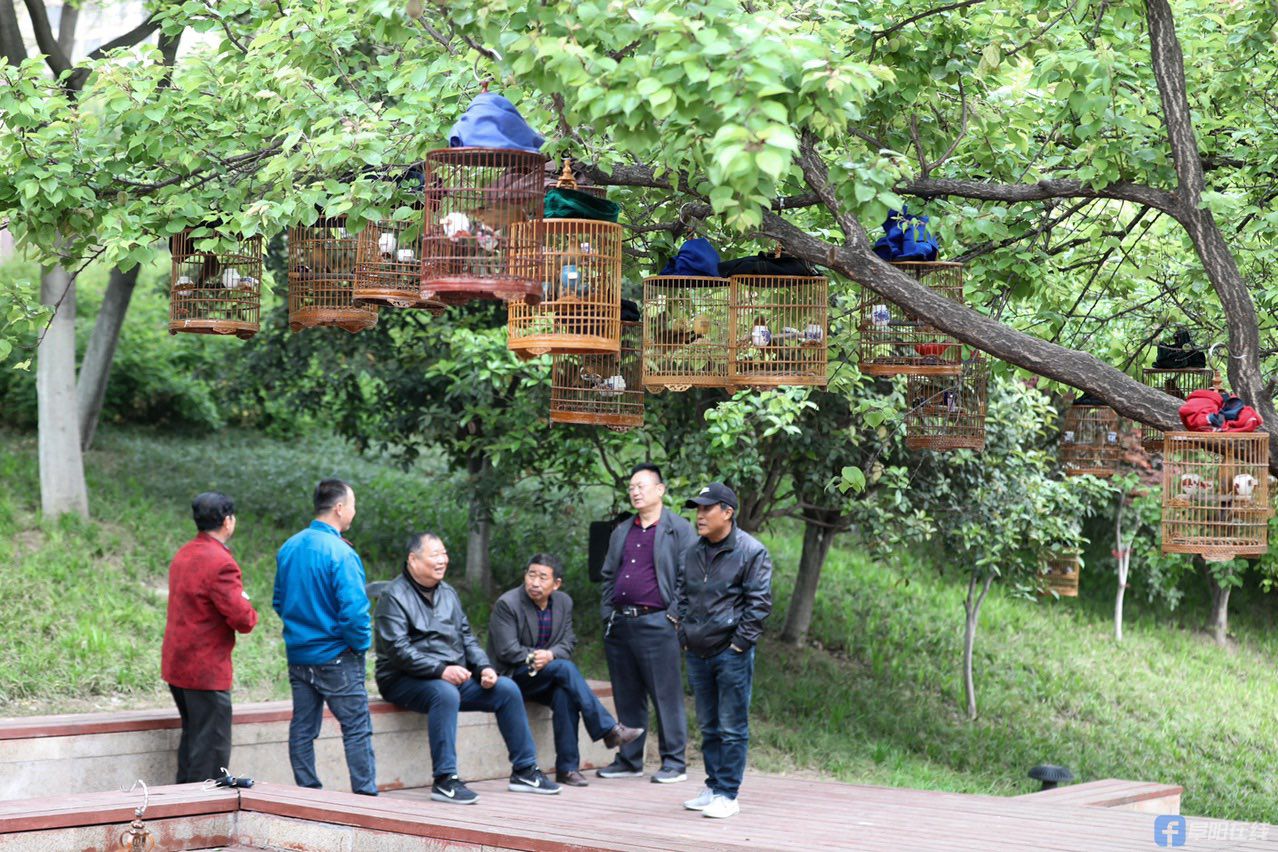 阜阳这群玩鸟爰好者,每天清晨在西城墙公园做了什么?