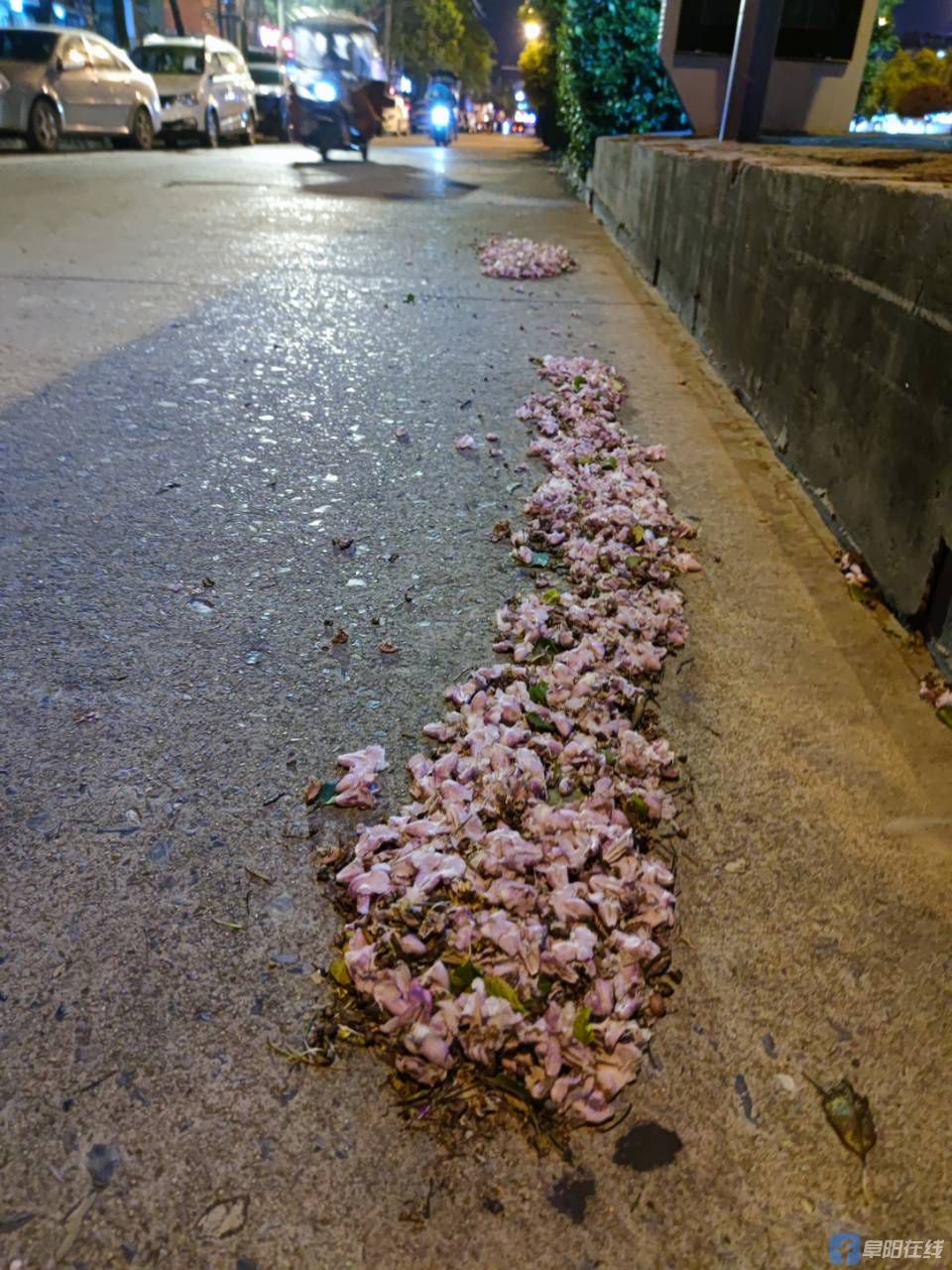 昨天晚上,风刮得花洒落一地