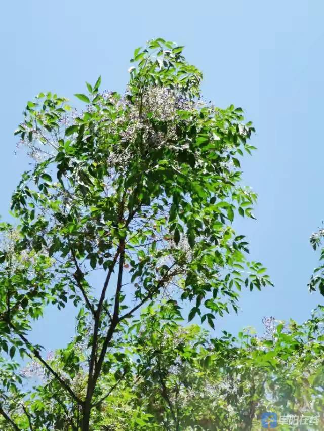 阜阳楝树花开香满城