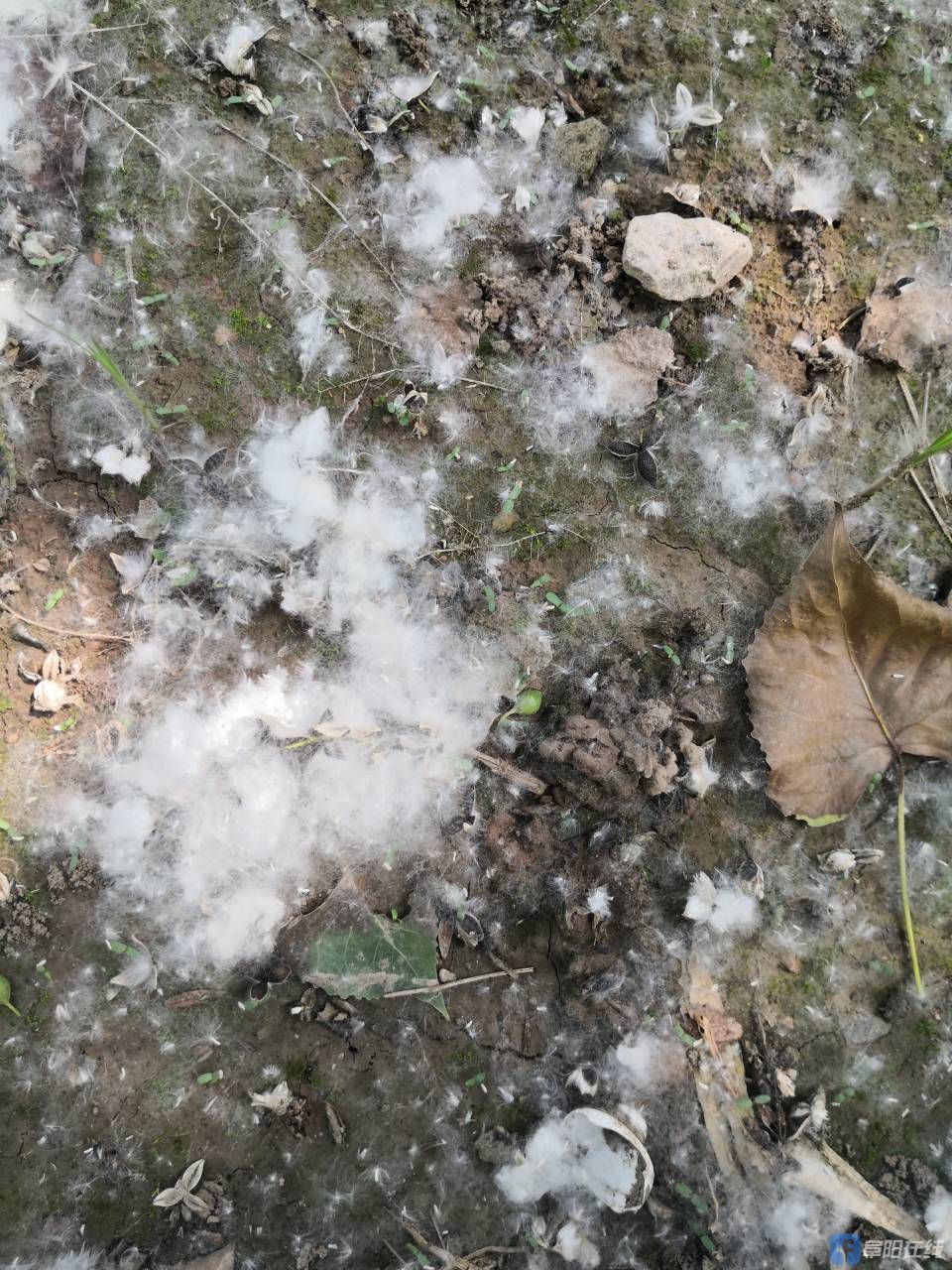 一地"白雪",杨絮还会飘多久?