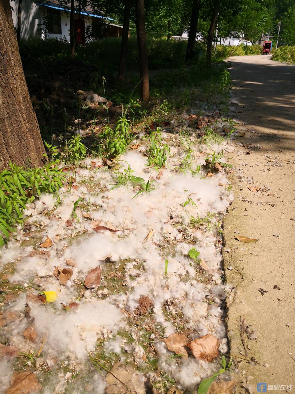 一地"白雪",杨絮还会飘多久?