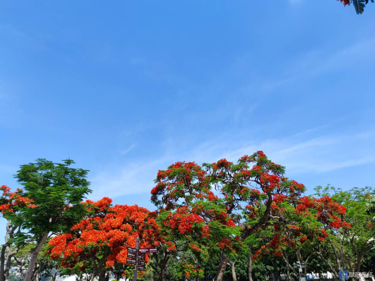 凤凰树厦门,厦门厦门大学_大山谷图库