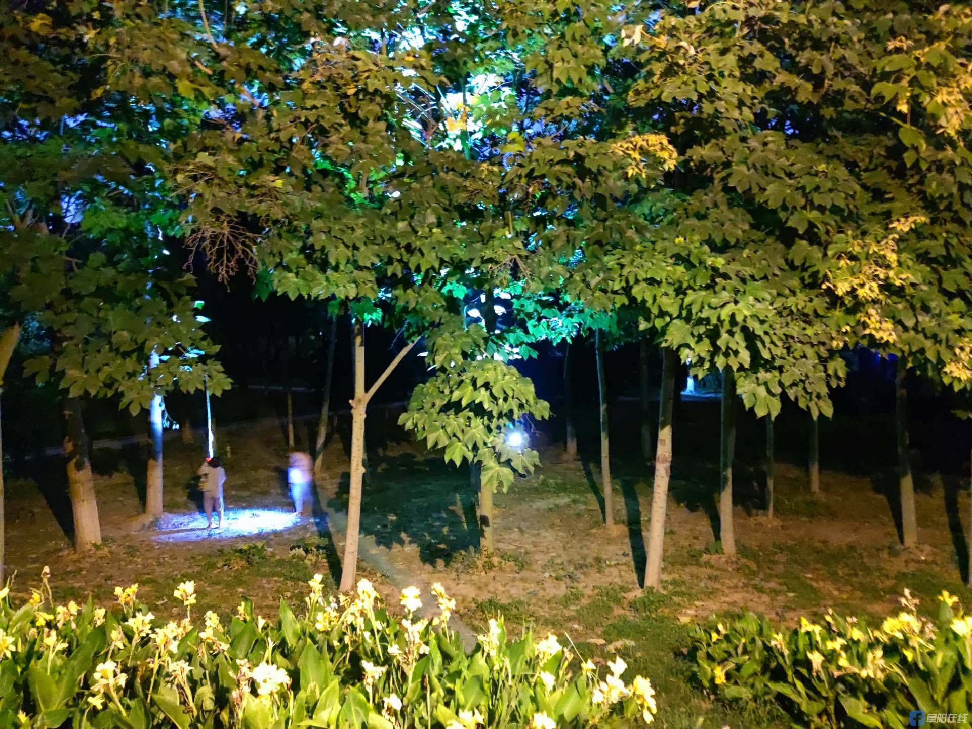夏天的夜晚逮知了猴,你经历过这样的童年吗?