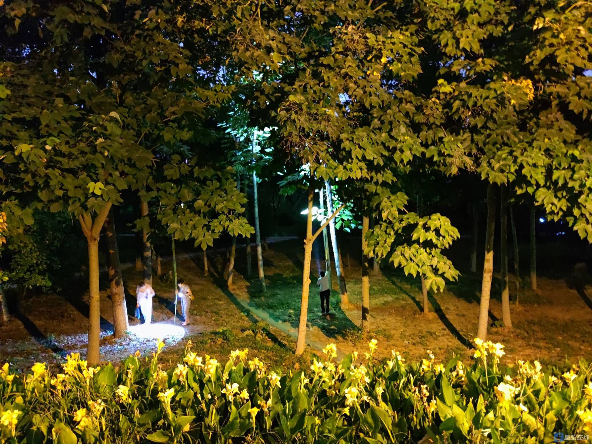 夏天的夜晚逮知了猴,你经历过这样的童年吗?