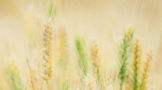热烈祝贺阜阳市农业科学院航天小麦育种成功！
